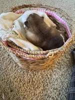 Bear, a male Alaskan Malamute for sale in Pleasant Hill, IL – Photo 6 of 6