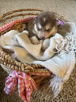 Bear, a male Alaskan Malamute for sale in Pleasant Hill, IL – Photo 3 of 6