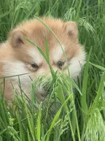 Hank, a male Alaskan Malamute for sale in Pleasant Hill, IL – Photo 3 of 5