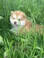 Hank, a male Alaskan Malamute for sale in Pleasant Hill, IL – Photo 2 of 5