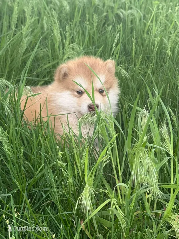 Hank, a male Alaskan Malamute for sale in Pleasant Hill, IL – Photo 1 of 5