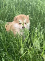 Hank, a male Alaskan Malamute for sale in Pleasant Hill, IL – Photo 1 of 5