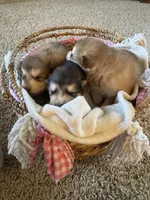 Grey, a male Alaskan Malamute for sale in Pleasant Hill, IL – Photo 5 of 6