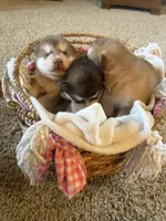 Grey, a male Alaskan Malamute for sale in Pleasant Hill, IL – Photo 6 of 6