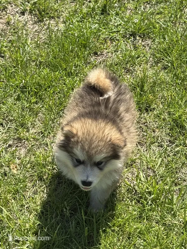 Grey – Alaskan Malamute puppy for sale in Pleasant Hill, IL