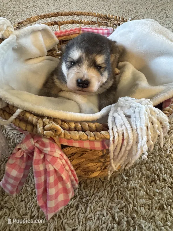 Grey – Alaskan Malamute puppy for sale in Pleasant Hill, IL