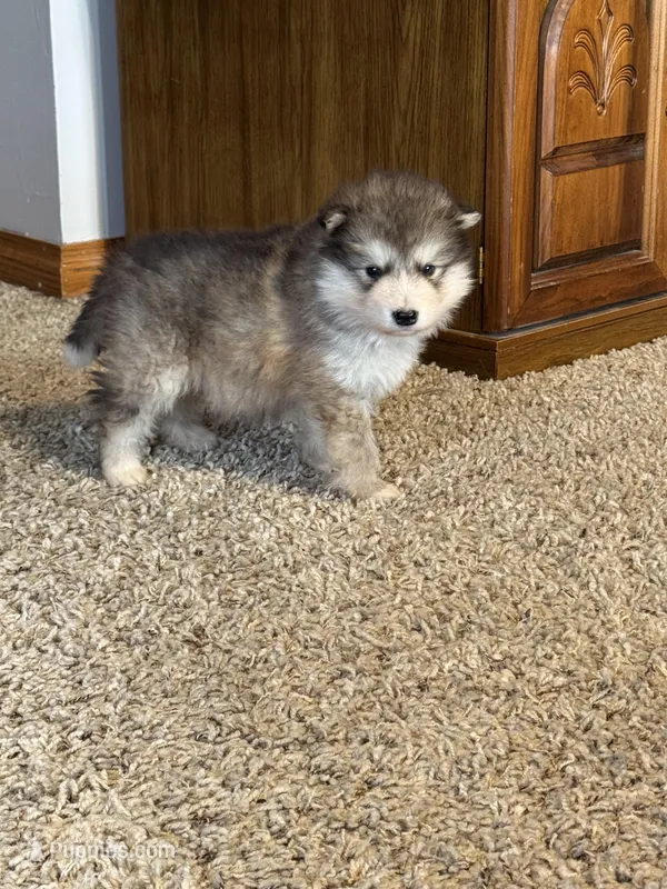 Grey – Alaskan Malamute puppy for sale in Pleasant Hill, IL