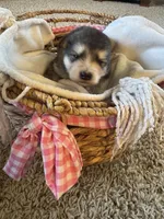 Grey, a male Alaskan Malamute for sale in Pleasant Hill, IL – Photo 3 of 6