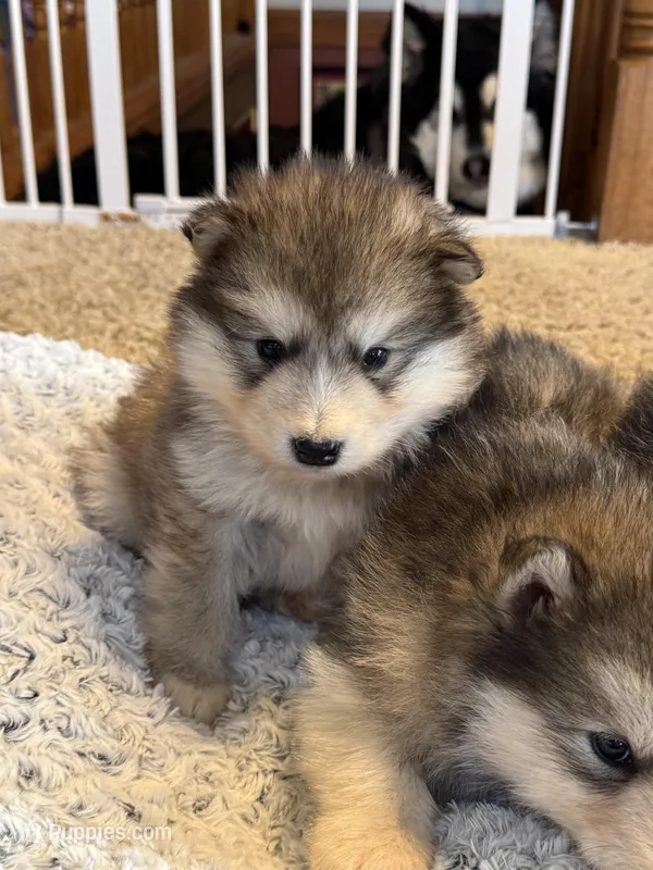 Grey – Alaskan Malamute puppy for sale in Pleasant Hill, IL