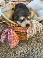 Grey, a male Alaskan Malamute for sale in Pleasant Hill, IL – Photo 4 of 6