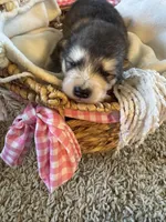 Grey, a male Alaskan Malamute for sale in Pleasant Hill, IL – Photo 2 of 6