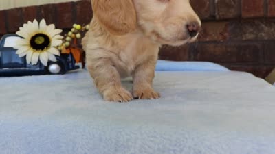  Nolan , a male Miniature Dachshund for sale in Shiloh, OH – 5 of 5