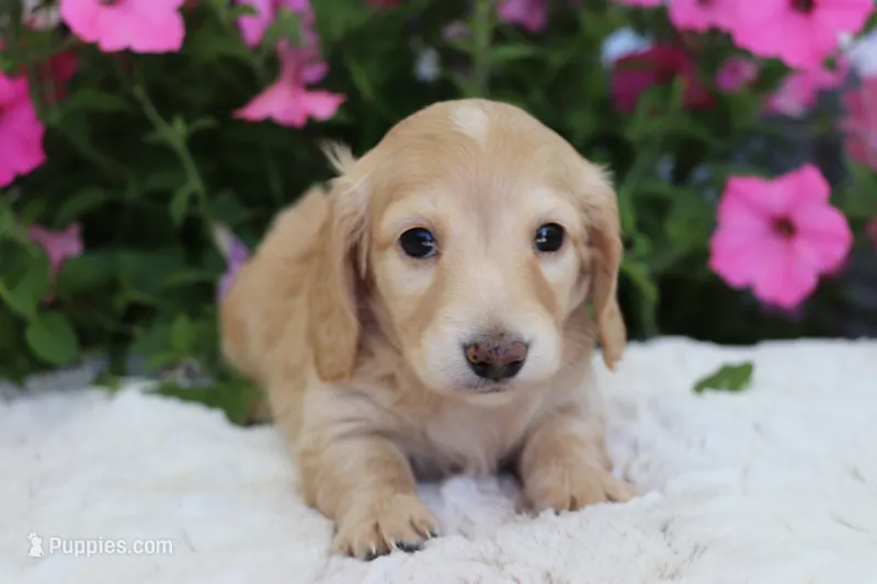  Nolan  – Miniature Dachshund puppy for sale in Shiloh, OH