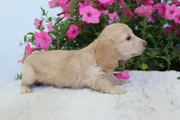  Nolan , a male Miniature Dachshund for sale in Shiloh, OH – 4 of 5