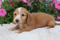 Flo, a female Miniature Dachshund for sale in Shiloh, OH – 4 of 4