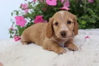 Everly , a female Miniature Dachshund for sale in Shiloh, OH – 3 of 3
