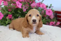 Ollie , a male Miniature Dachshund for sale in Shiloh, OH – 1 of 4