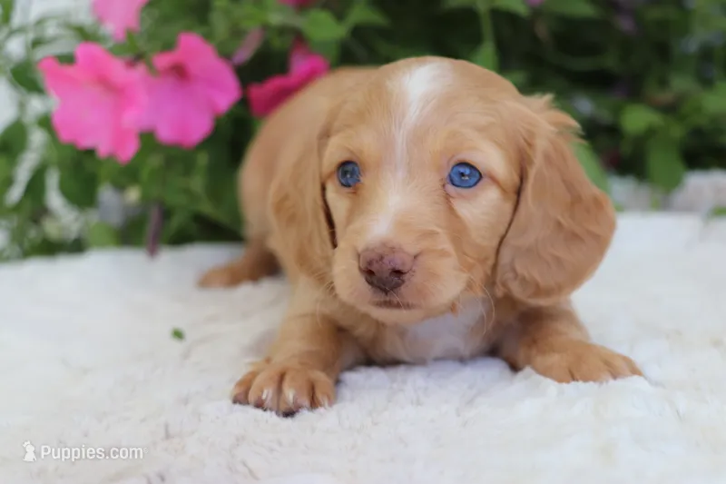 Petey – Dachshund puppy for sale in Shiloh, OH