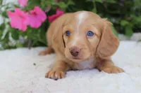 Petey, a male Dachshund for sale in Shiloh, OH – 1 of 3
