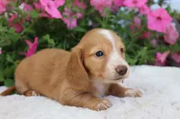Flo, a female Miniature Dachshund for sale in Shiloh, OH – 3 of 4