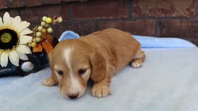 Delia , a female Miniature Dachshund for sale in Shiloh, OH – 5 of 5
