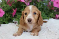Flo, a female Miniature Dachshund for sale in Shiloh, OH – 2 of 4