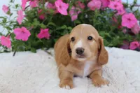 Ollie , a male Miniature Dachshund for sale in Shiloh, OH – 3 of 4