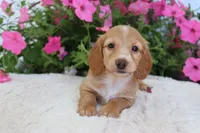 Everly , a female Miniature Dachshund for sale in Shiloh, OH – 1 of 3