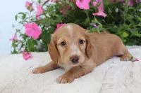 Everly , a female Miniature Dachshund for sale in Shiloh, OH – 2 of 3
