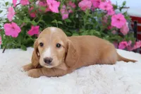 Ollie , a male Miniature Dachshund for sale in Shiloh, OH – 4 of 4