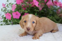 Petey, a male Dachshund for sale in Shiloh, OH – 3 of 3