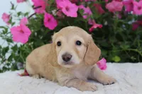  Nolan , a male Miniature Dachshund for sale in Shiloh, OH – 2 of 5