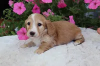 Delia , a female Miniature Dachshund for sale in Shiloh, OH – 3 of 5