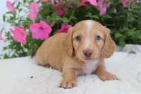 Petey, a male Dachshund for sale in Shiloh, OH – 2 of 3