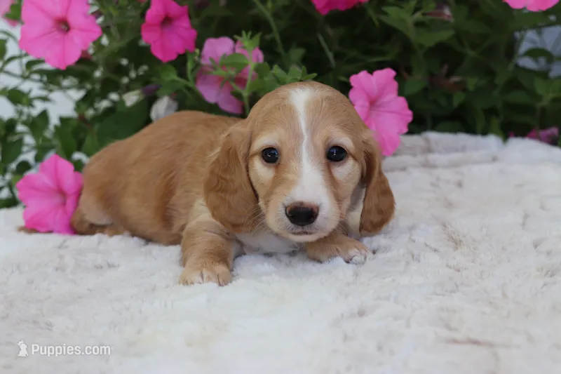 Delia  – Miniature Dachshund puppy for sale in Shiloh, OH
