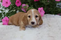 Delia , a female Miniature Dachshund for sale in Shiloh, OH – 1 of 5