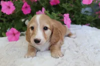 Delia , a female Miniature Dachshund for sale in Shiloh, OH – 4 of 5