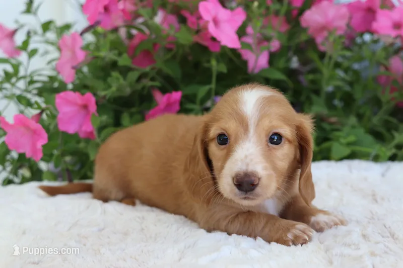 Flo – Miniature Dachshund puppy for sale in Shiloh, OH