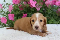 Flo, a female Miniature Dachshund for sale in Shiloh, OH – 1 of 4