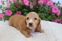 Ollie , a male Miniature Dachshund for sale in Shiloh, OH – 2 of 4