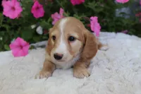 Delia , a female Miniature Dachshund for sale in Shiloh, OH – 2 of 5