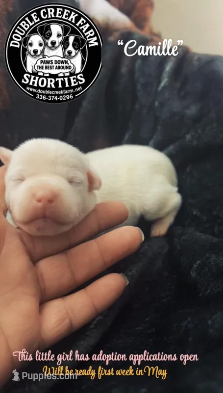 Camille – Jack Russell Terrier puppy for sale in Mount Airy, NC