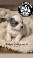 Mystic x Ghostie Upcoming!, a  Jack Russell Terrier for sale in Mount Airy, NC – 5 of 6