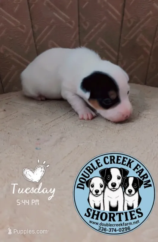 Duggin - itsys little boy – Jack Russell Terrier puppy for sale in Mount Airy, NC