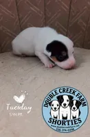 Duggin - itsys little boy, a male Jack Russell Terrier for sale in Mount Airy, NC – 1 of 5