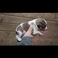 Tubs, a male Australian Cattle Dog and Australian Shepherd for sale in Mount Airy, NC – Photo 3 of 3