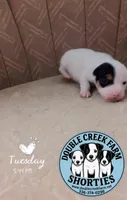 Duggin - itsys little boy, a male Jack Russell Terrier for sale in Mount Airy, NC – 3 of 5