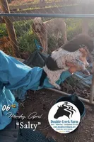 Salty, a male Aussiedoodle for sale in Mount Airy, NC – Photo 5 of 5