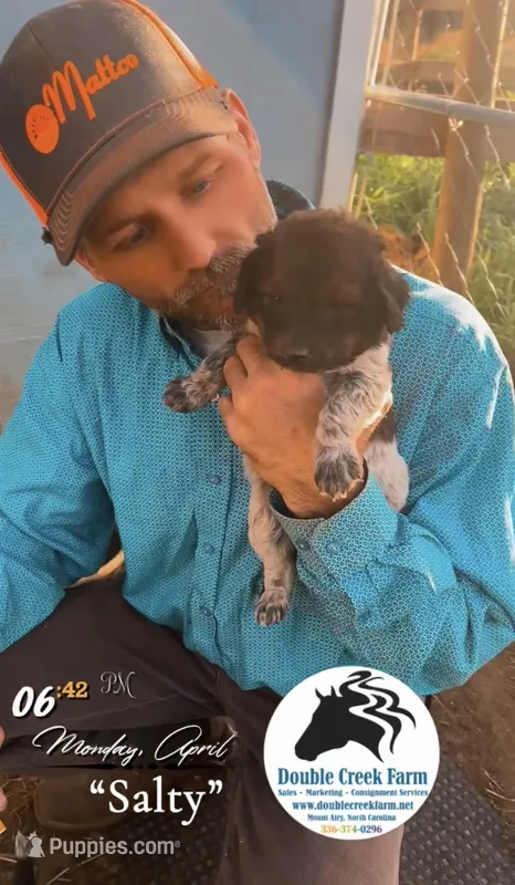 Salty, a male Aussiedoodle for sale in Mount Airy, NC – Photo 1 of 5