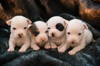 Mystic x Ghostie Upcoming!, a  Jack Russell Terrier for sale in Mount Airy, NC – 4 of 6